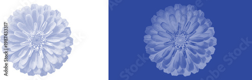 Zinnia Flower Head in Blue Cyanotype Aesthetic for Bold Garden Botanical Design