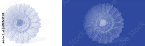 Large Daisy Flower Head in Cyanotype Blue and White Contrast