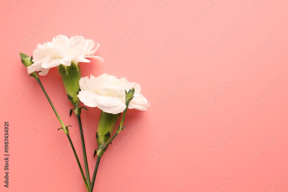 Fototapeta premium Beautiful carnation flowers on pink background, flat lay. Space for text