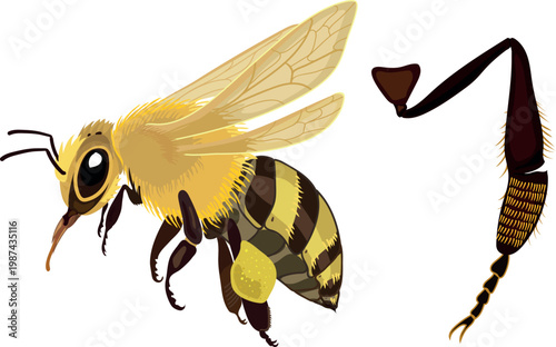 Honey bee illustration with detailed leg anatomy and pollen basket