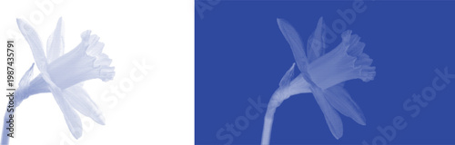 Spring Daffodil Bloom in Blue Cyanotype Artistic Botanical Print