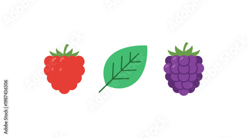 Flat Vector Illustration of Raspberry Blackberry and Green Leaf.