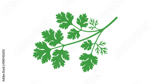 Fresh Green Cilantro Sprig Isolated on White Background.