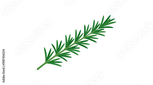 Fresh green rosemary sprig isolated on a white background.