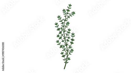 Fresh green sprig of aromatic thyme herb isolated on white.