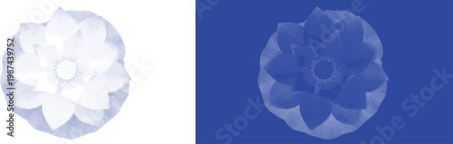 Symmetrical Lotus Flower in Cyanotype Blue Tone for Zen Inspired Botanical Design