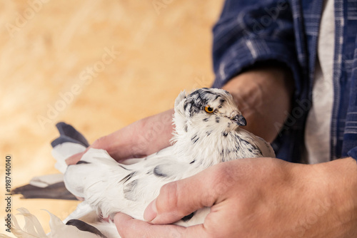 Close-up of a man holding a beautiful white purebred pigeon with black spots
