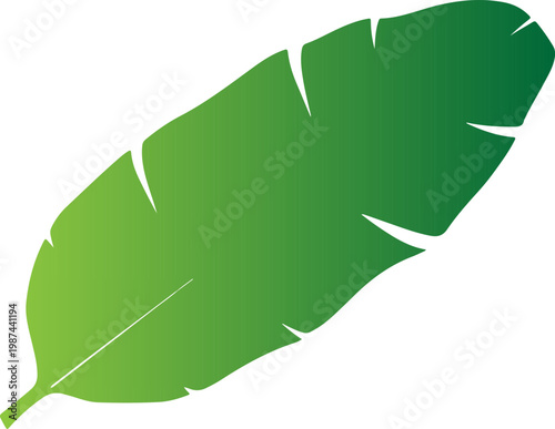 Large green banana leaf with gradient color.