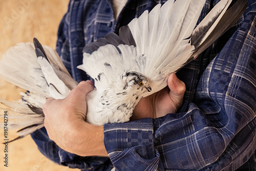 Man holding a white pigeon with its wings spread for inspection