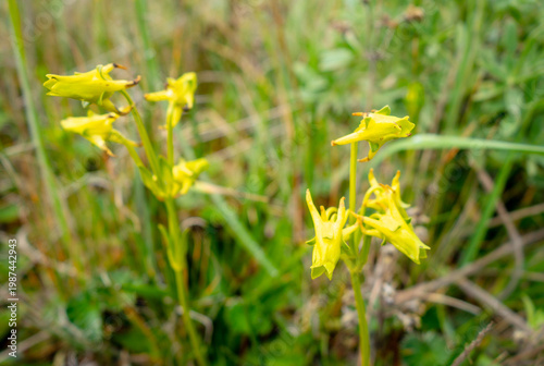 Yellow orchid flower in the Andes mountains of Ecuador