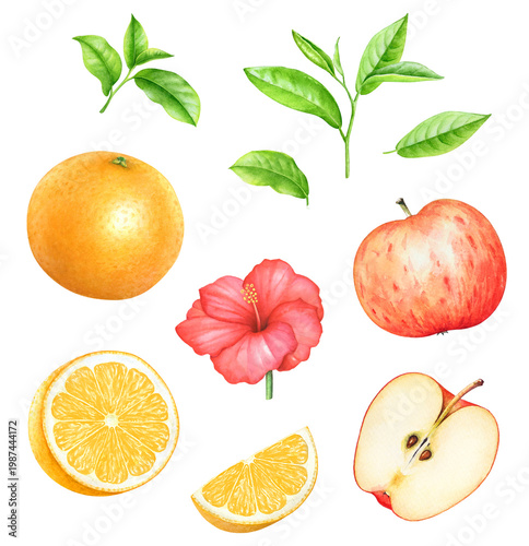 Green tea leaves, apples and oranges, and hibiscus flower watercolor hand drawn illustration