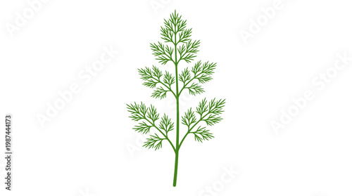 Detailed illustration of a fresh green carrot leaf on a white background.