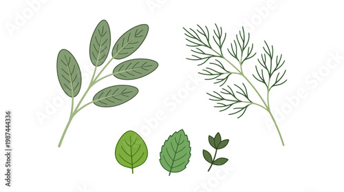 Set of hand drawn culinary herbs and green leaves illustration.