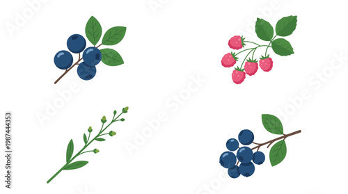 Set of hand drawn illustrations of forest berries including blueberries and raspberries with green leaves on white background.