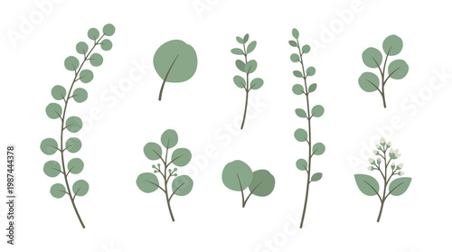 Set of Hand Drawn Eucalyptus Leaves and Branches Illustration.