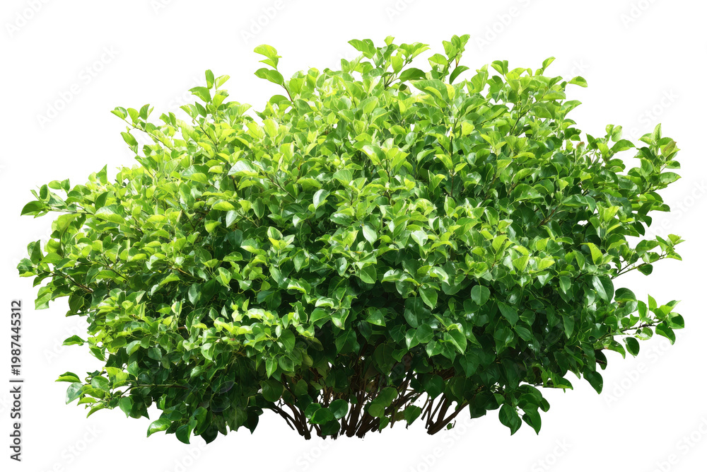 Obraz premium Lush, rounded, green shrub with dense foliage on a transparent background