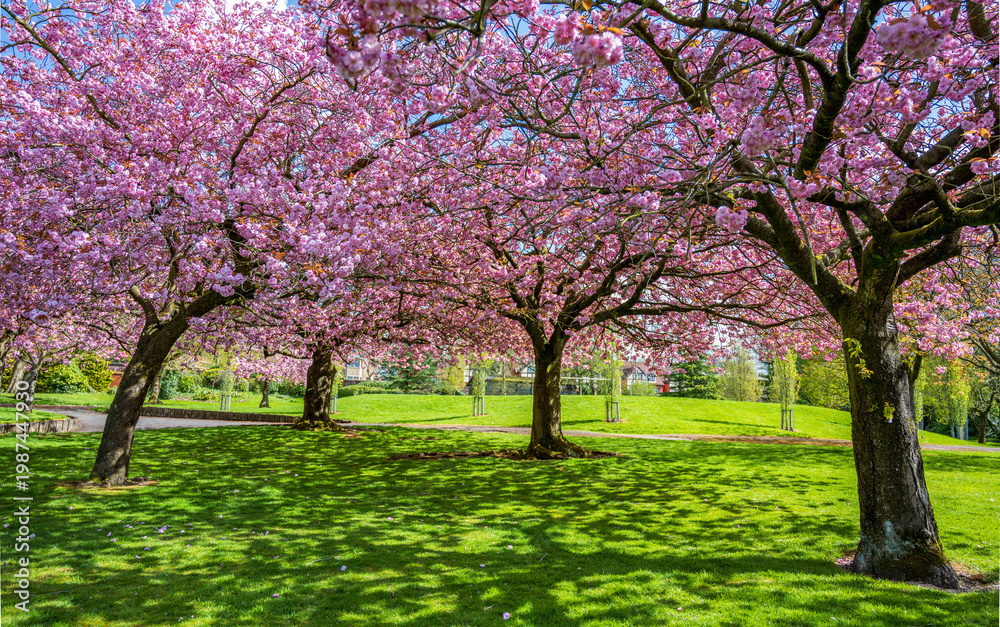 Fototapeta premium Soft pink cherry blossoms