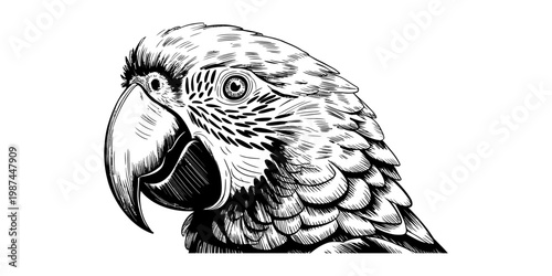 A detailed monochromatic hand drawn sketch of a macaw parrot head facing towards the left side. Vector, illustration