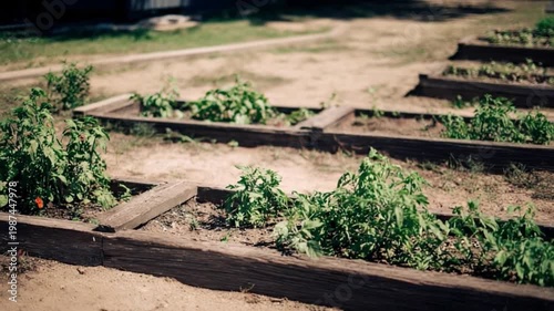 Cultivating Life: A vibrant view of raised garden beds, brimming with lush greenery, basking in the warmth of daylight, showcases the serenity of growth and harvest.