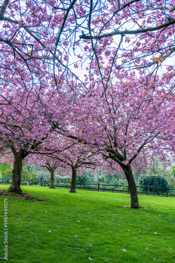 Fototapeta premium Soft pink cherry blossoms