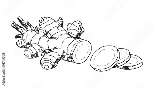 Ginger root illustration with sliced pieces in a simple line drawing style