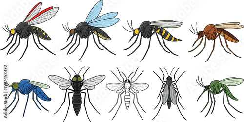 Mosquito and Insect Vector Set with Different Bug Species Flying and Detailed Entomology Illustration Collection
