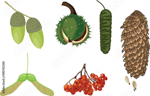 Forest trees seeds and fruits set: horse chestnut, spruce cone, birch catkin, acorn, maple and rowan