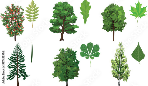 Educational set of green tree types and leaves collection for nature study