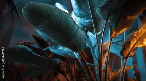 indoor strelitzia plant with large leaves and a single flower, dark room, artificial lighting only, bright blue light clearly from the left
