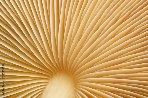 Extreme Close-Up Macro of Mushroom Gill Underside Showing Radiating Cream Beige Fin Texture Pattern, Natural Fungi Abstract Background
