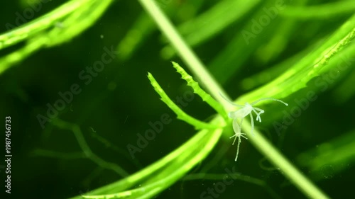 Hydra locomotion – Extreme macro showing hydra reattaching its basal disc to a surface after movement, highlighting adhesion, stability, and natural locomotion in a freshwater setting. 