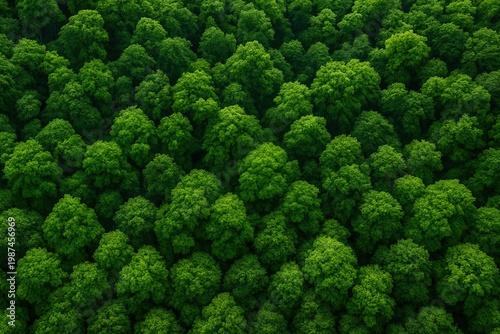 Aerial Top-Down View of Dense Green Forest Canopy with Lush Treetops Covering Entire Frame, Nature Environment Background from Above
