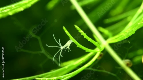 Hydra extending body and tentacles while attached to hornwort in freshwater macro close-up - tentacles while drifting in subtle water currents, showing feeding posture and natural freshwater behavior.