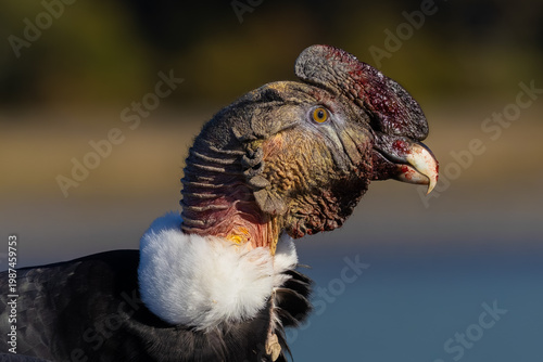 Andean condor