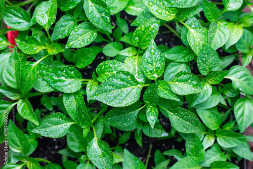 Green pepper seedlings with water drops close up fresh plant leaves after watering gardening concept