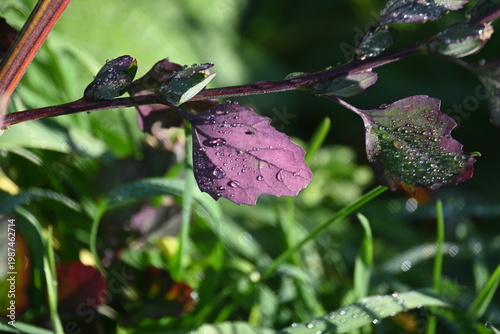 Fotografía Pink flower petal with morning dew drops