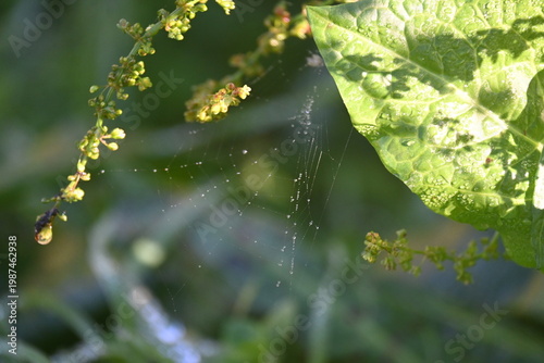 Fotografía Morning dew drops on a spider web in the gadren