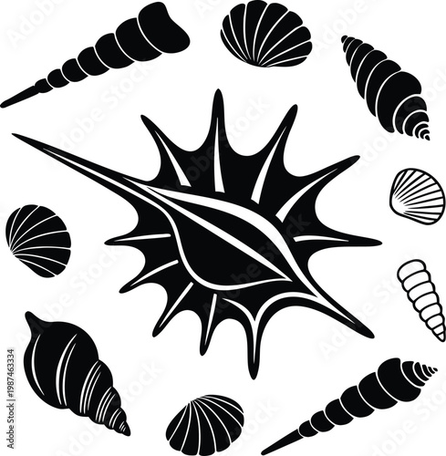 Seashell Collection Silhouette Ocean Shell Set Illustration Transparent on White Background