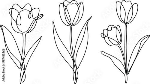 Continuous line tulip flowers vector illustration set featuring elegant floral stems in minimal single stroke style for botanical design
