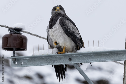 Chilean eagle in the snow