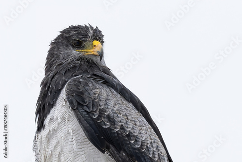 Black-chested Buzzard-Eagle 