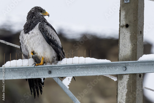  Black-chester Buzzard-eagle in Chile