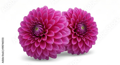 pink dahlia flower