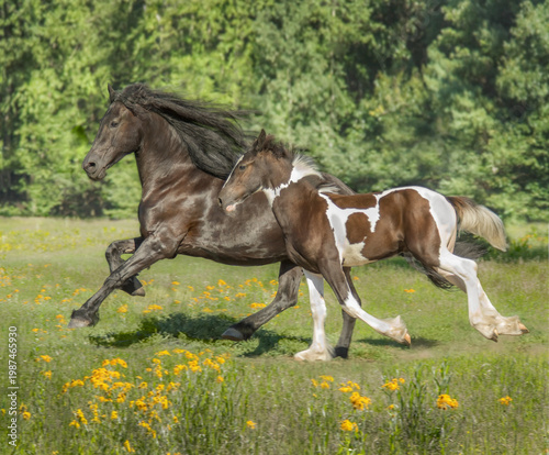 adult female Freisian horse mare mom with Drum Horse cross foal running at side
