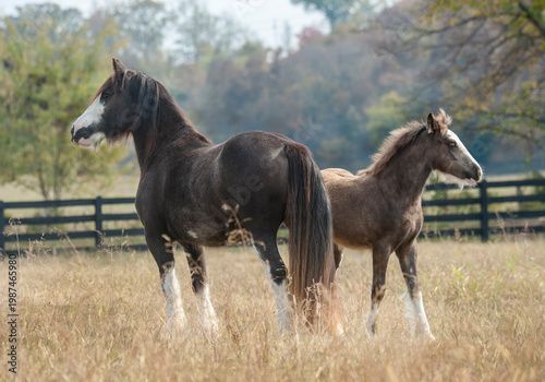 adult female Gypsy Vanner Horse mare with foal baby at side in field with fence