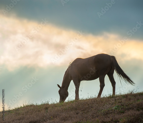 Silhouette of adult female Horse grazing on horizon at dusk with sky and clouds