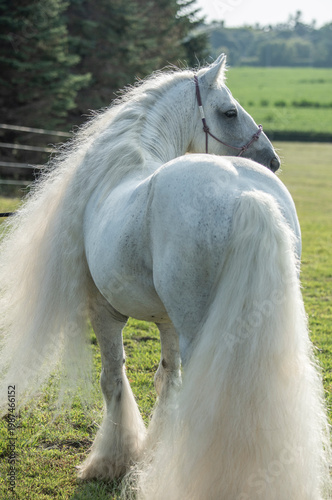 12 year old adult male Gypsy Horse stallion with long white hair in grass field