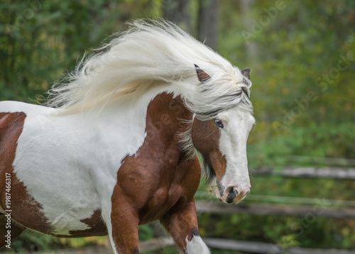 adult male skewbald Gypsy Vanner Horse stallion in action on grass field