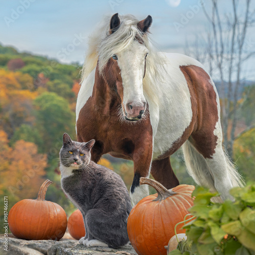adult male horse gelding stands WITH CAT AND PUMPKINS amid autumn foliage