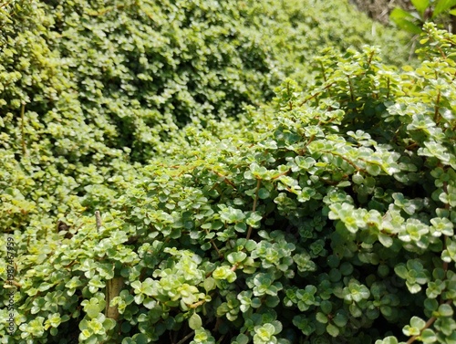 Textura de Planta (Soleirolia Soleirolii) 02